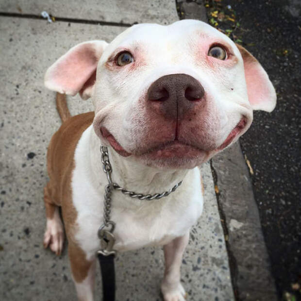 Бринкс всегда улыбается животные, собака
