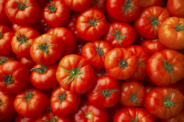 Ученые объяснили, почему помидоры с грядки вкуснее покупных