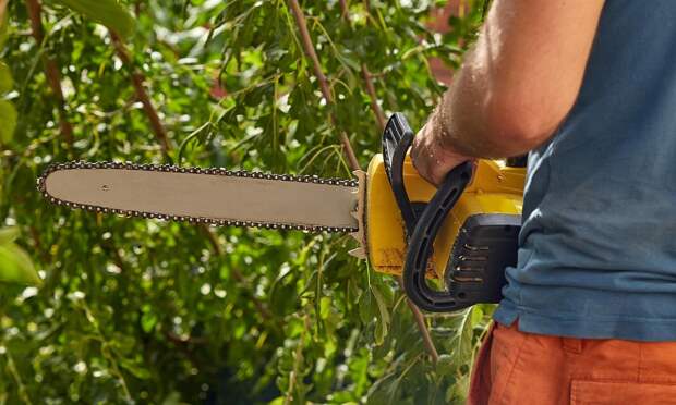 Отшумел тот клен: еще одно вредное растение, за которое могут оштрафовать россиян