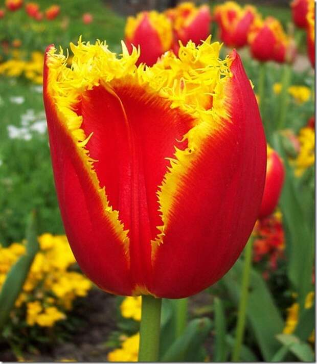 tulips