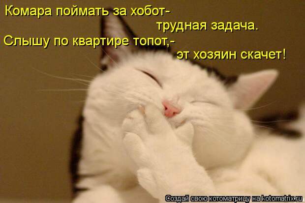 Котоматрица: Комара поймать за хобот- трудная задача. Слышу по квартире топот,- эт хозяин скачет!
