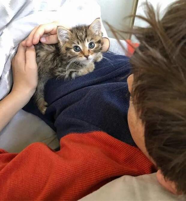 спасение больного котенка котенок на руках