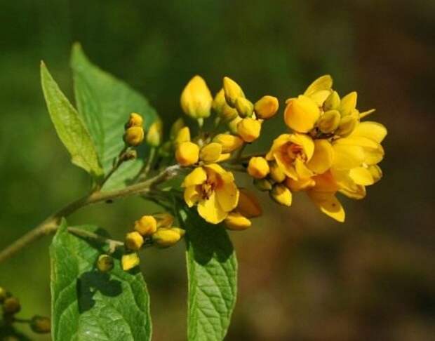 Вербейник обыкновенный (Lysimachia vulgaris)