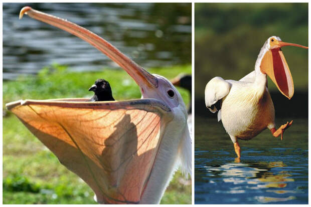 Клюв пеликана имеет горловой мешок, вместимостью около 5 литров. Вода, попадающая вместе с рыбой вытекает через специальные отверстия снизу интересное, клювы, птицы, удивительное, фауна