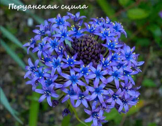 plants0817-16.jpg