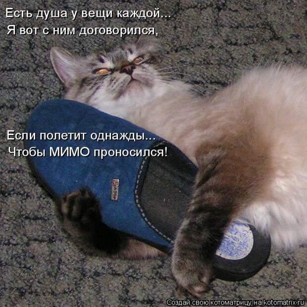 Лучшие котоматрицы недели (50 фото)