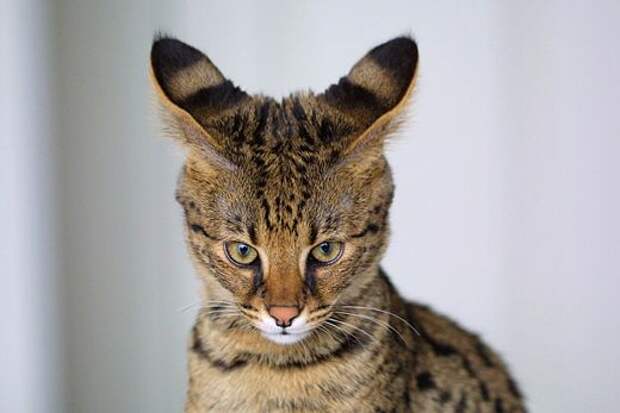 51976232_1259875016_26889218_520pxSavannah_Cat_clo (520x347, 24Kb)