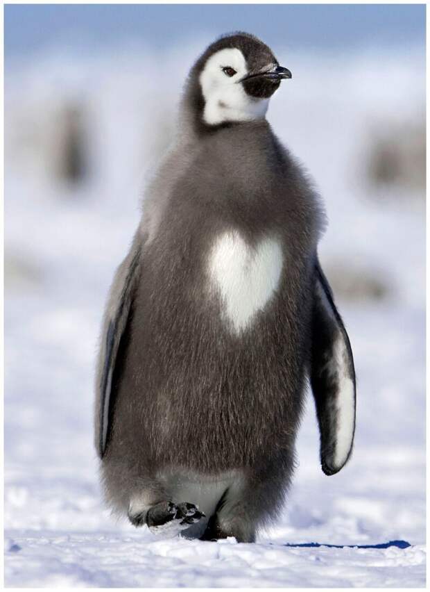 Симпатичный пингвин животные, интересное, природа, строение, таксидермист, факты, черепа