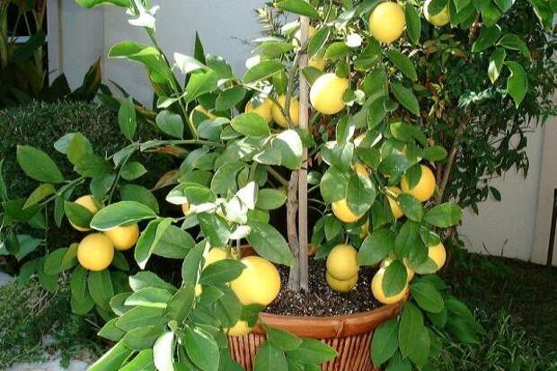 Зимой лимон Мейера необходимо подсвечивать фитолампами