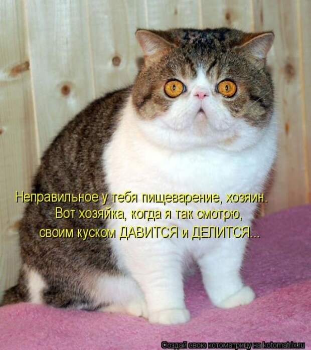 Забавные животные (50 фото)