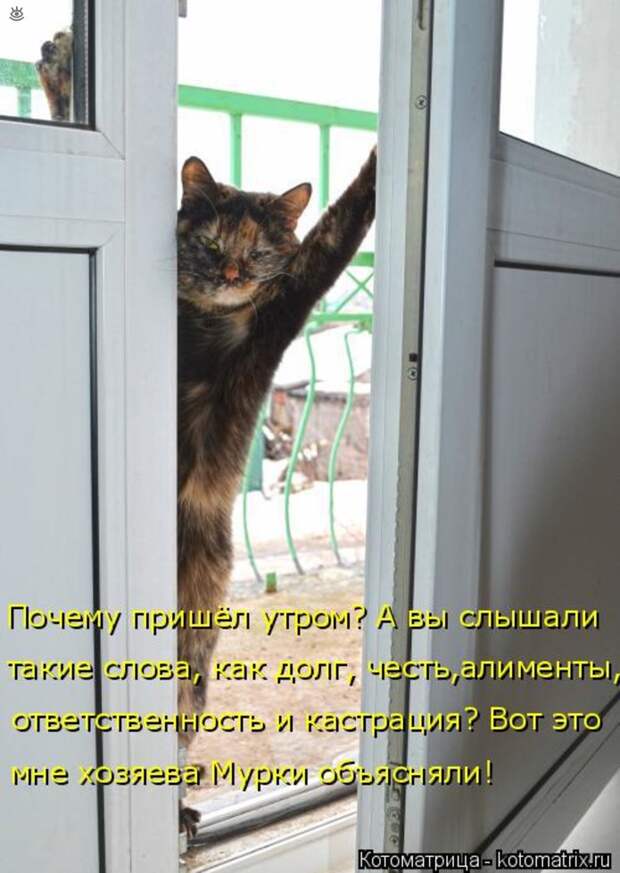 Приколы в котоматрице 14