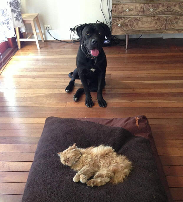 cats-stealing-dog-beds-45-57e11cfa9cd17__700