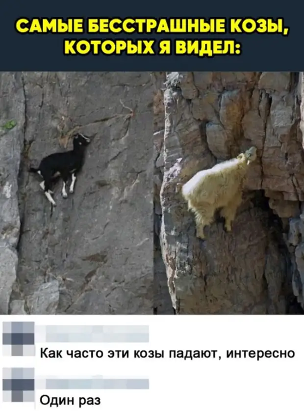 Как видят козы