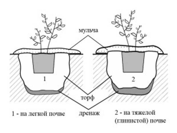 Схема посадки голубики на различных почвах