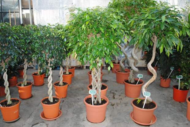 разновидности комнатных растений