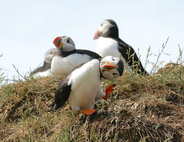 Comedy Wildlife Photo Awards Shortlist