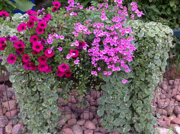Ампельные цветы: украшение стен и заборов создание праздничного настроения в вашем саду