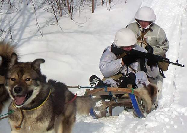 "Русские знают, что делают": в Норвегии впечатлились использованием животных в армии