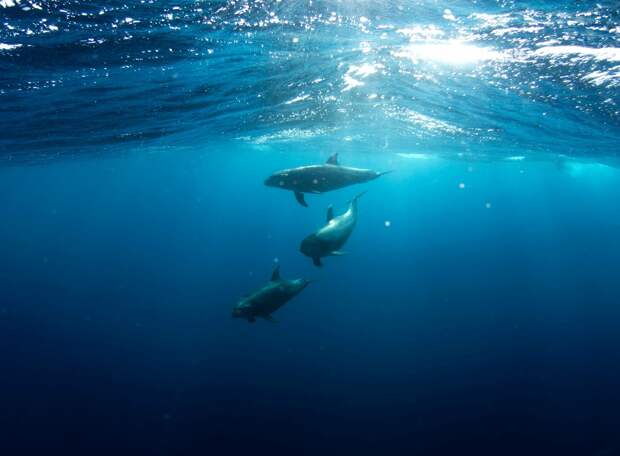 Сразу две сотни черных дельфинов выбросились на побережье Австралии