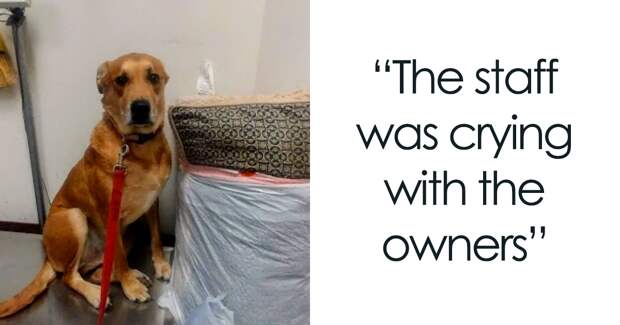 One Family Decides They Can’t Take Care Of Their Dog, Drops Him Off At Shelter With Toys And Bed