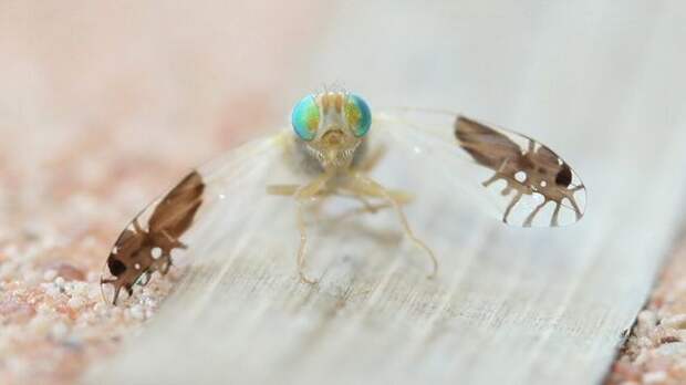 Goniurellia tridens