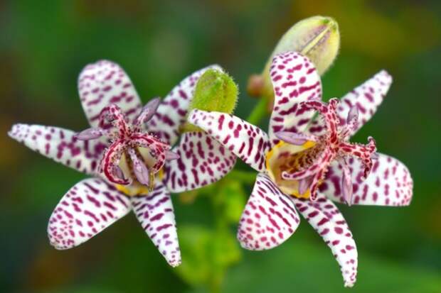 Трициртис, или садовая орхидея