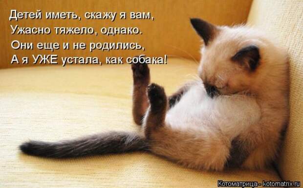 Лучшие котоматрицы недели (50 фото)