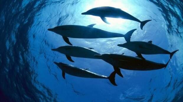 Сверхспособности дельфинов