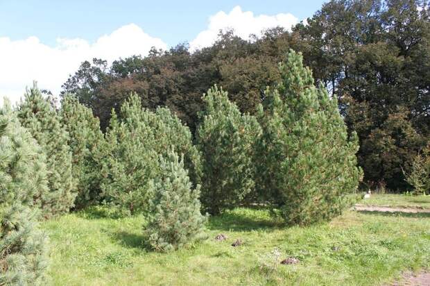 Сосна сибирская кедровая (сибирский кедр) фото (лат. Pinus sibirica)