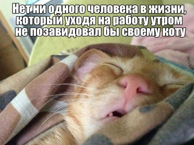 Юмор и приколы из социальных сетей