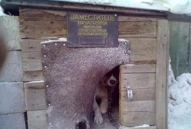 Картинки, юмор, приколы