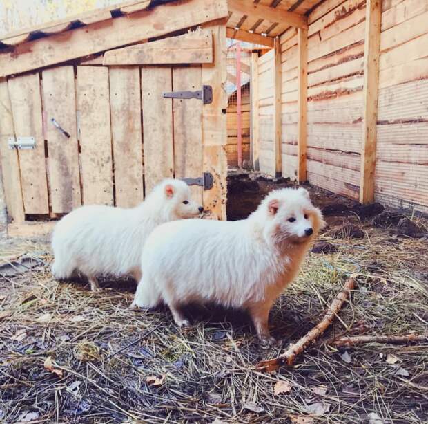 Угадайте что за зверь такой на фото! Будем жить, животные, помощь