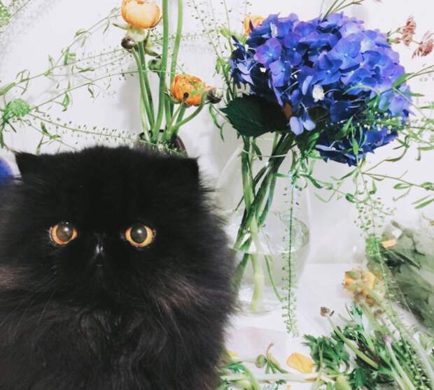 Чёрные котики — великолепны! Вот 15 милах, в которых невозможно не влюбиться Чёрные котики — великолепны! Вот 15 милах, в которых невозможно не влюбиться