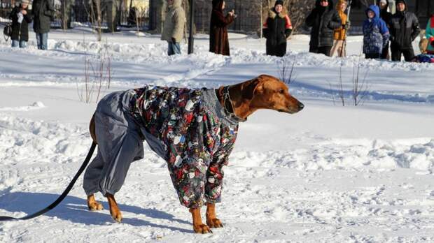 Собака в парке / Иллюстративное фото из архива amic.ru