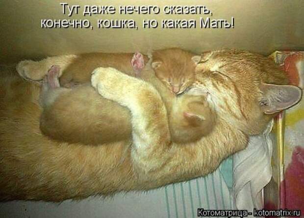 Новая котоматрица на Бугаге (35 фото)