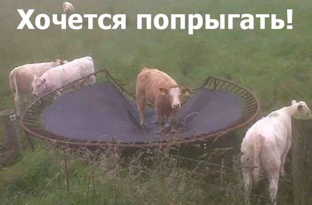 Прикольные и веселые картинки с надписями для настроения (11 фото) Прикольные и веселые картинки с надписями для настроения (11 фото)