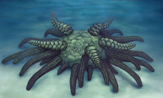 В глубинах океана нашли неизвестное ранее существо. Оно может быть Кракеном из мифов