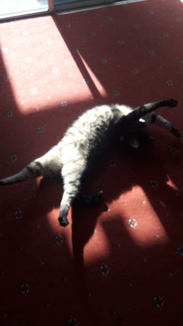 Котопост - это всегда радость животные, коты, кошки, неожиданно, привычки, странности, фото, юмор