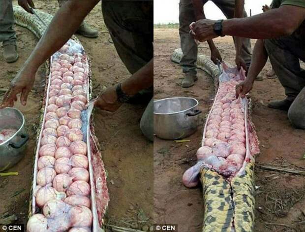 Африканцы без суда и следствия вскрыли беременную гигантскую змею животные, змея, яйцо