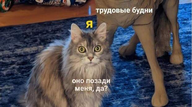 Самые главные, смешные и лучшие мемы — январь 2026 года