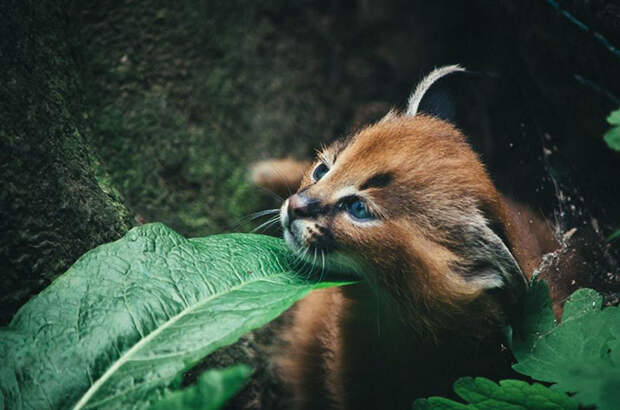 Baby Caracals