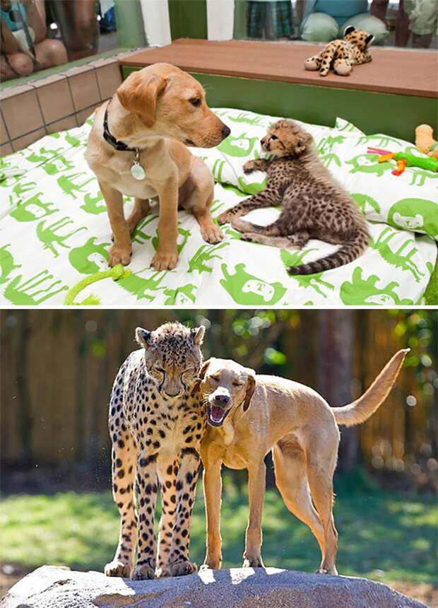 животные которые выросли вместе, животные тогда и сейчас