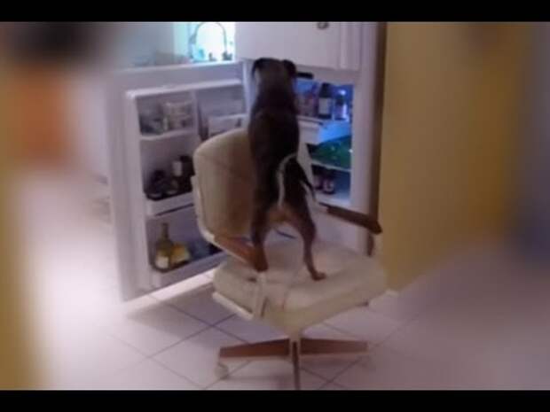 Картинки по запросу фото собака открывает холодильник