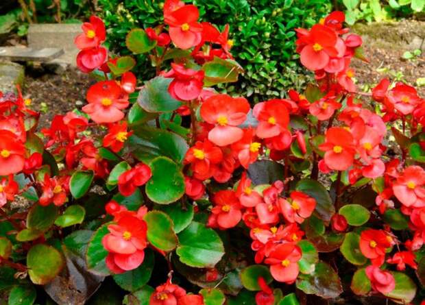 Бегония вечноцветущая (Begonia semperflorens)