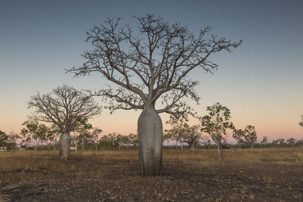 12. Баобабы в Кимберли (их также называют бутылочными деревьями) австралия, фотографии природы