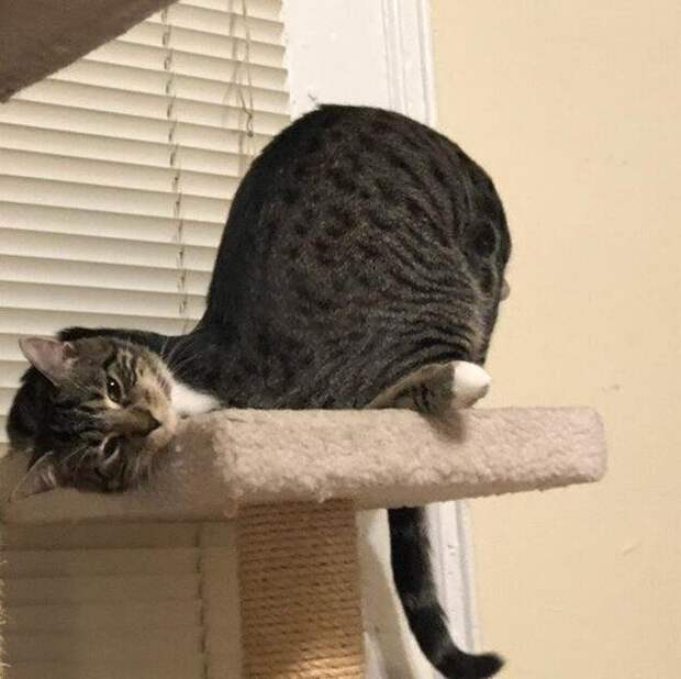 Что с котом? Что с котом?