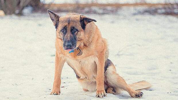 Самая грустная песня про собак