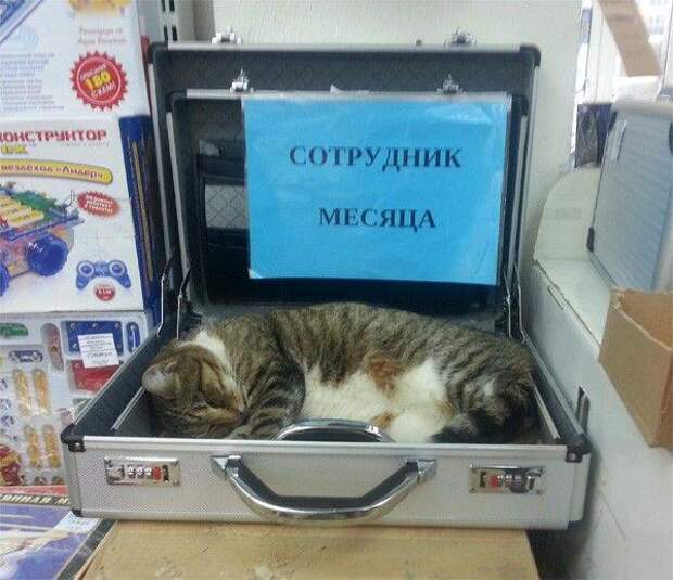 Забавные объявления, надписи и иной человечий креатив