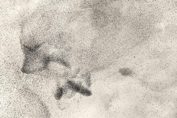 Фотограф пытается запечатлеть самые невероятные мурмурации птиц