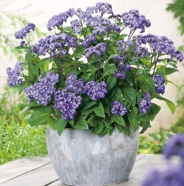 Гелиотроп древовидный (Heliotropium arborescens) Гелиотроп древовидный (Heliotropium arborescens)